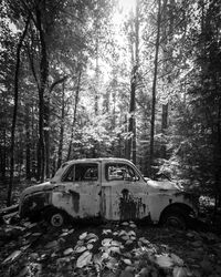 Abandoned car on land against trees in forest