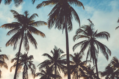 Low angle view of palm trees against sky