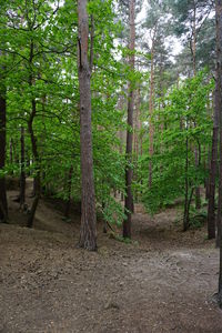 Trees in forest