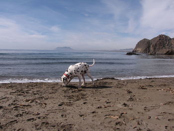 View of a dog on beach