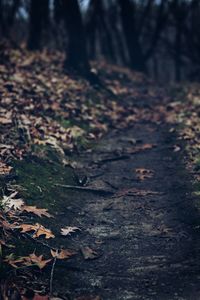 Surface level of fallen autumn leaves in forest