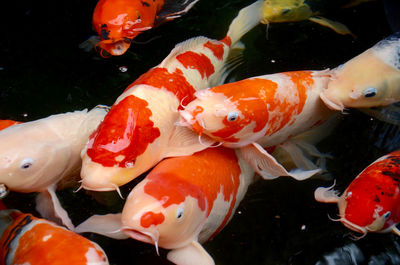 Close-up of koi carps swimming in water