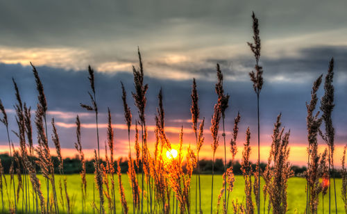 Plants growing on field against sky during sunset