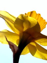 Close-up of yellow flowering plant against white background