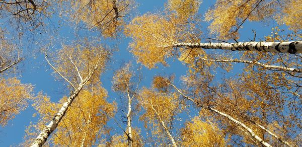 Low angle view of trees against blue sky