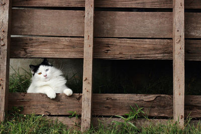 Portrait of cat sitting on wood