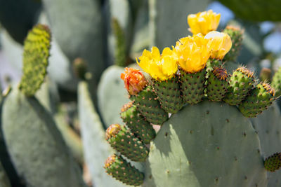 Close-up of flowering plant