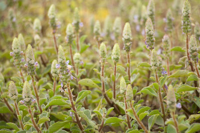 Close-up of plants growing on field