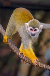 Close-up of monkey
