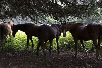 Horses grazing on field