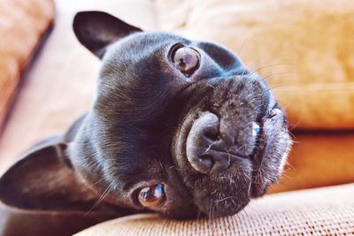 Close-up portrait of french bulldog