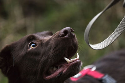 Close-up of a dog