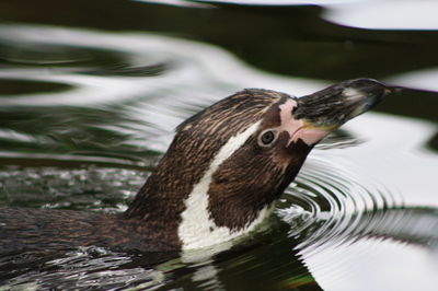 Close-up of duck swimming in lake