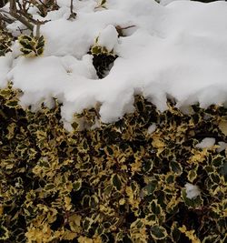 Close-up of plants during winter