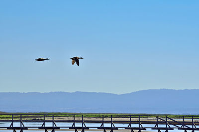 Birds flying over mountains against clear blue sky