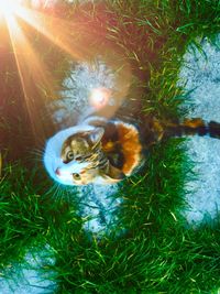 Close-up of bird in grass