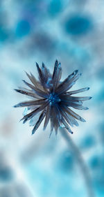 Close-up of purple flower against sky