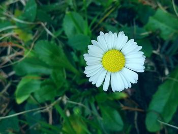 Close-up of yellow flower blooming