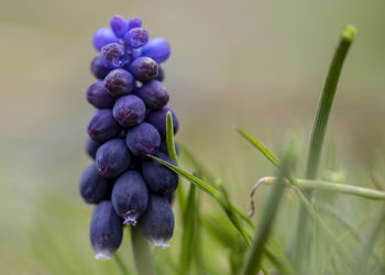 Close-up of berries growing on plant