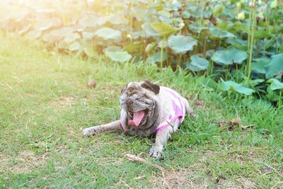 Full length of cute baby on field