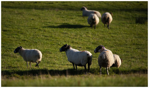 Sheep in a field