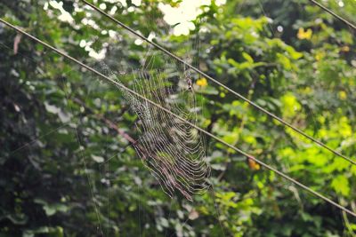Close-up of spider on web