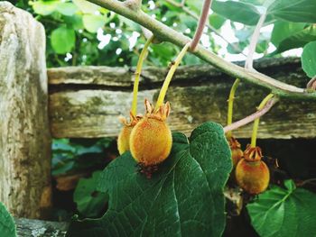 Close-up of fruit on plant