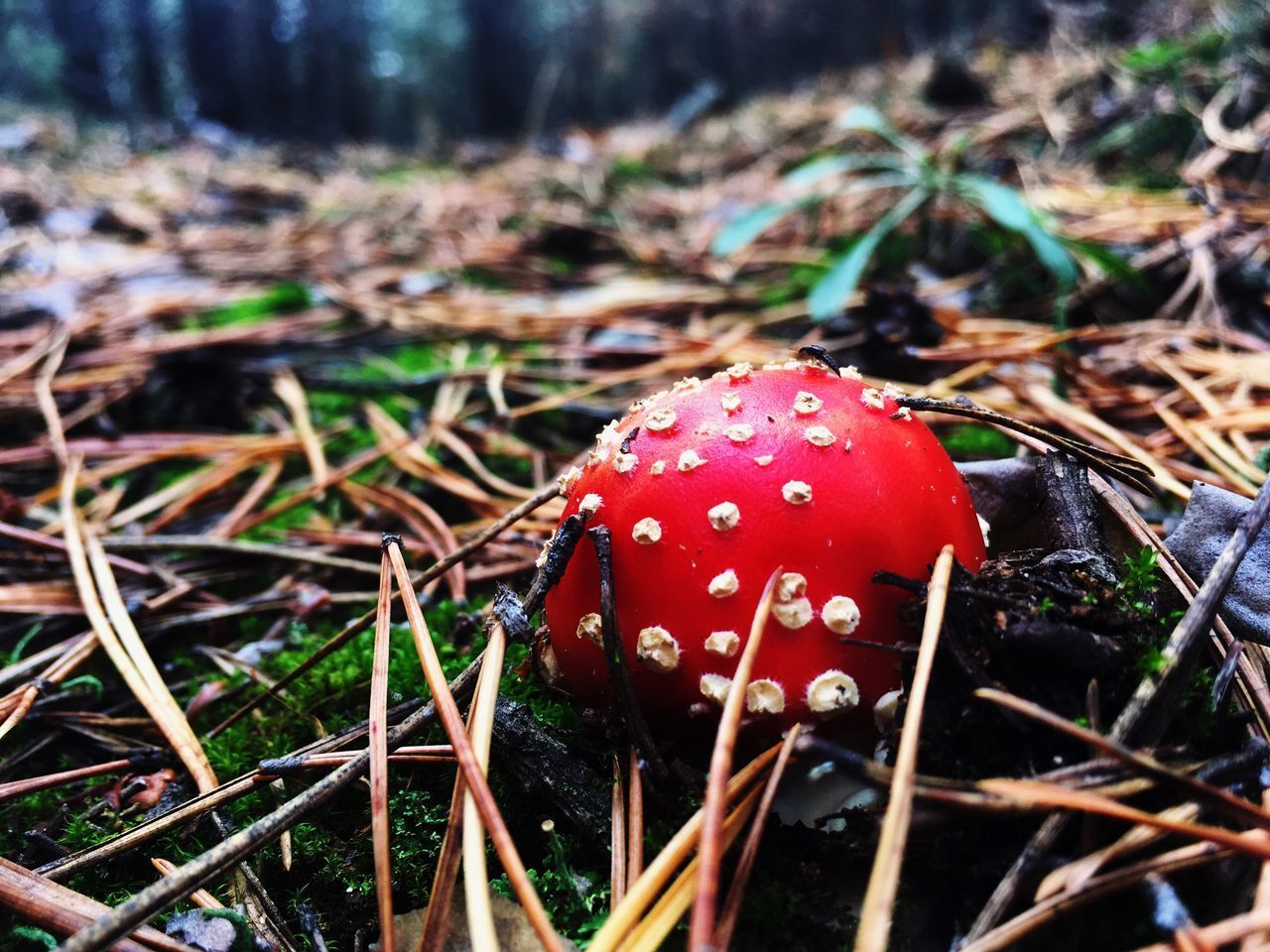 CLOSE-UP OF FLY AGARIC MUSHROOM