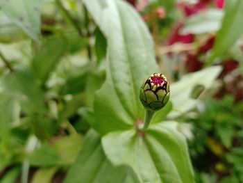 Close-up of insect on flower