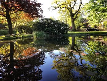 Reflection of trees in lake