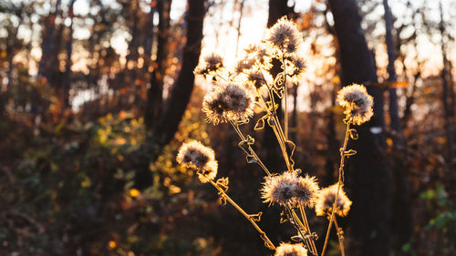 Close-up of flowers against blurred background