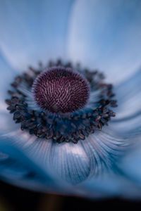 Close-up of purple flower