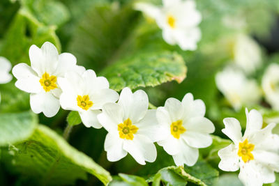 Close-up of white flowering plant