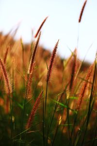 Close-up of plants growing on field against clear sky