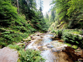 Stream flowing amidst trees in forest