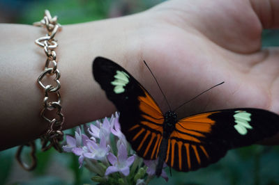 Close-up of butterfly on hand