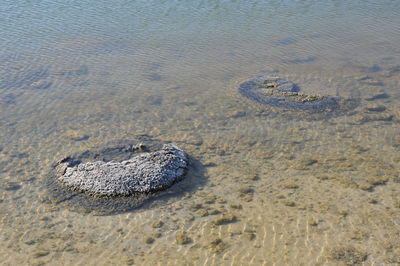 High angle view of rock at beach