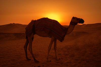 Side view of camel standing in desert