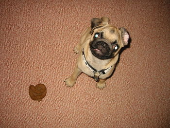 High angle portrait of pug at home