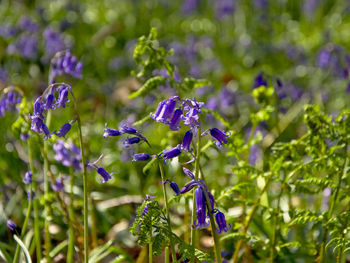 Close-up of purple flowers blooming on field