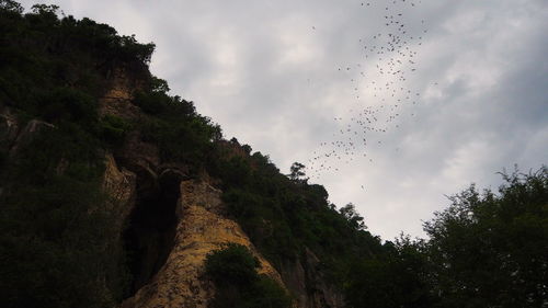 Low angle view of birds flying against sky