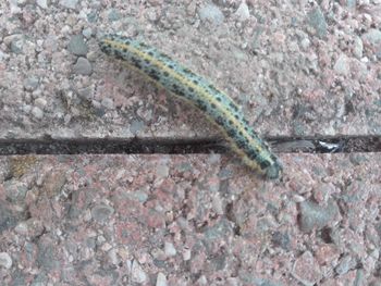 High angle view of insect on rock