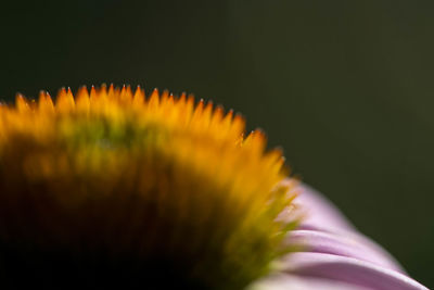 Close-up of flower blooming outdoors