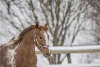 Close-up of a horse in snow