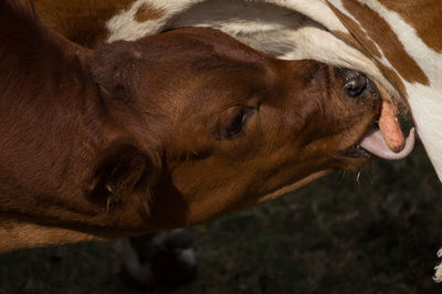 Close-up of calf sucking udder