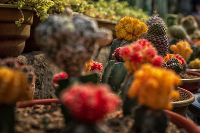 Close-up of red cactus flower for sale