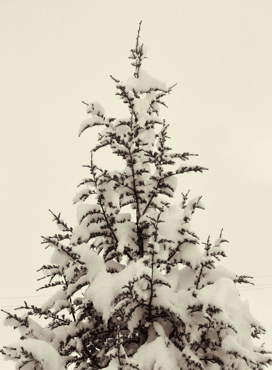 branch, plant, tree, nature, twig, sky, no people, beauty in nature, winter, sketch, black and white, flower, leaf, growth, outdoors, snow, drawing, cold temperature, plant part, monochrome photography, tranquility, low angle view, monochrome, environment, day