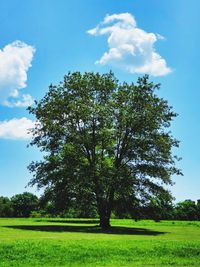 Trees on field against sky