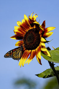 Close-up of butterfly on sunflower