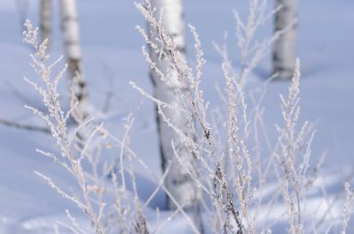 Close-up of frozen plants